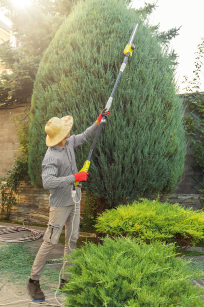 Trusted Ford Heights, IL Tree Removal and Landscaping Services Experts